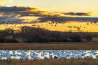 USA, New Mexico, Bosque Del Apache National Wildlife Refuge. Snow geese in water at sunrise. Art Print